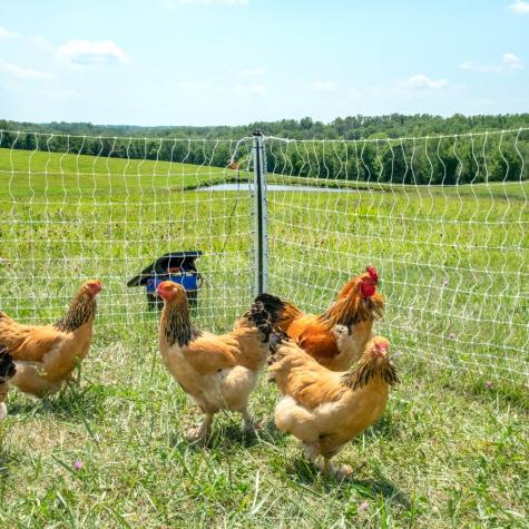 Strainrite Poultry Netting